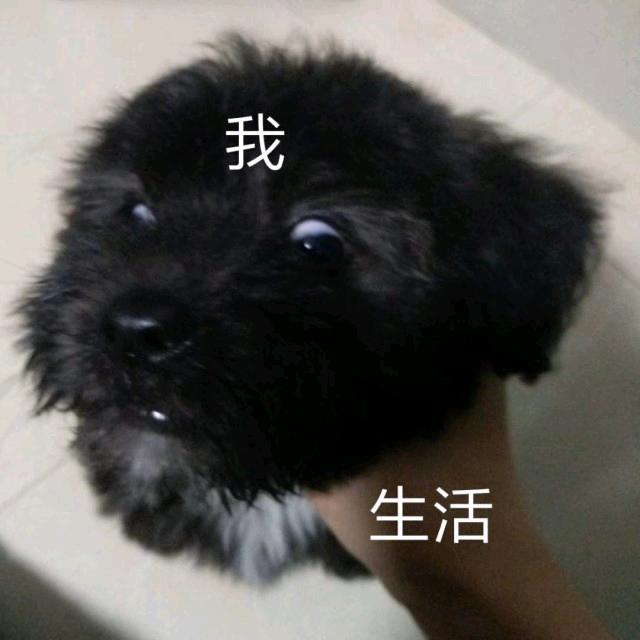 花生什么柿子糖