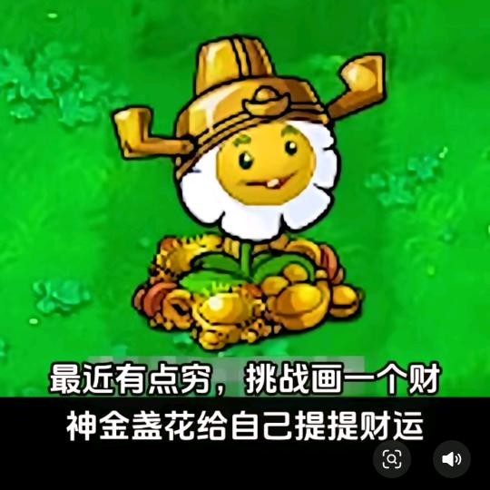 财神金盏花