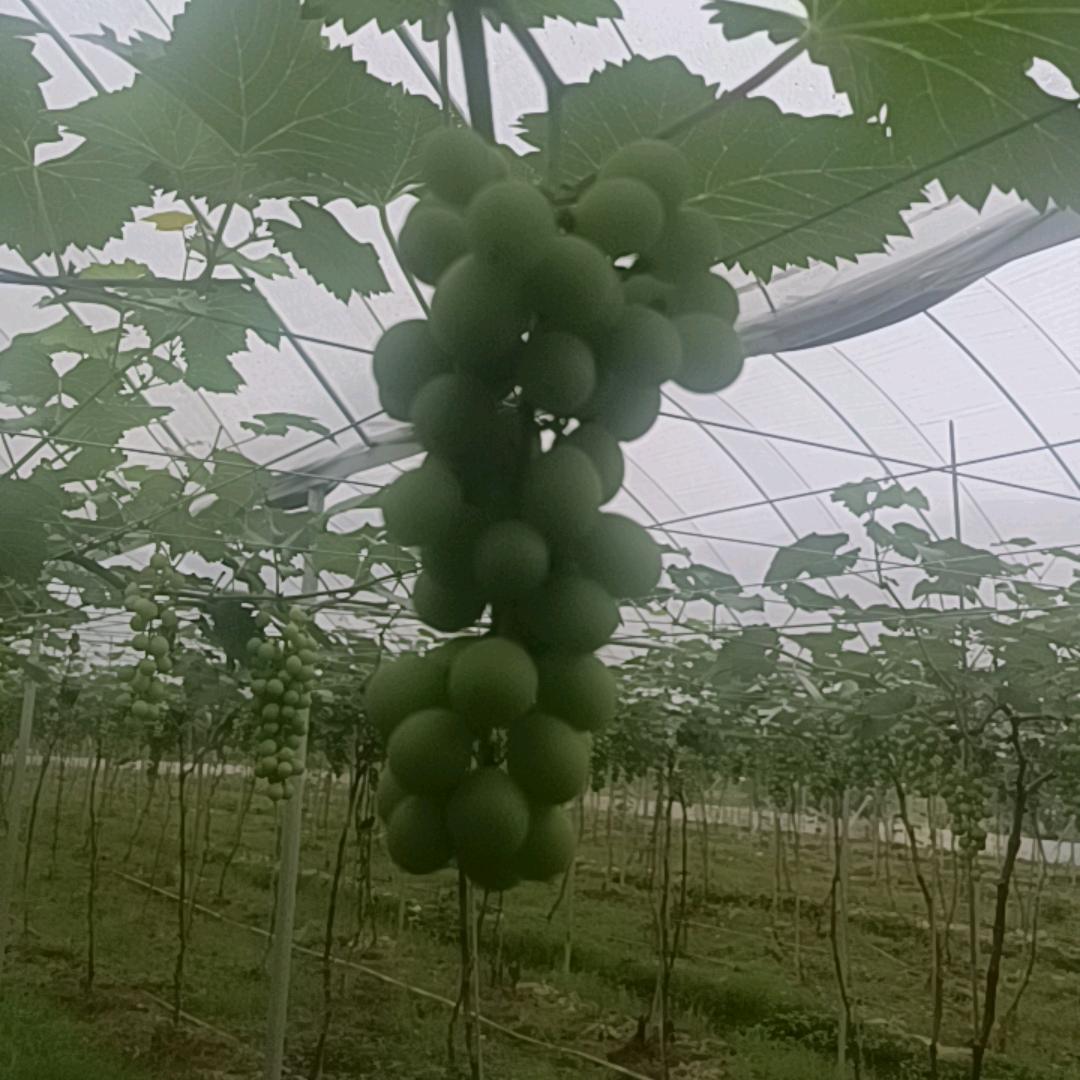 草莓🍓葡萄🍇采摘园