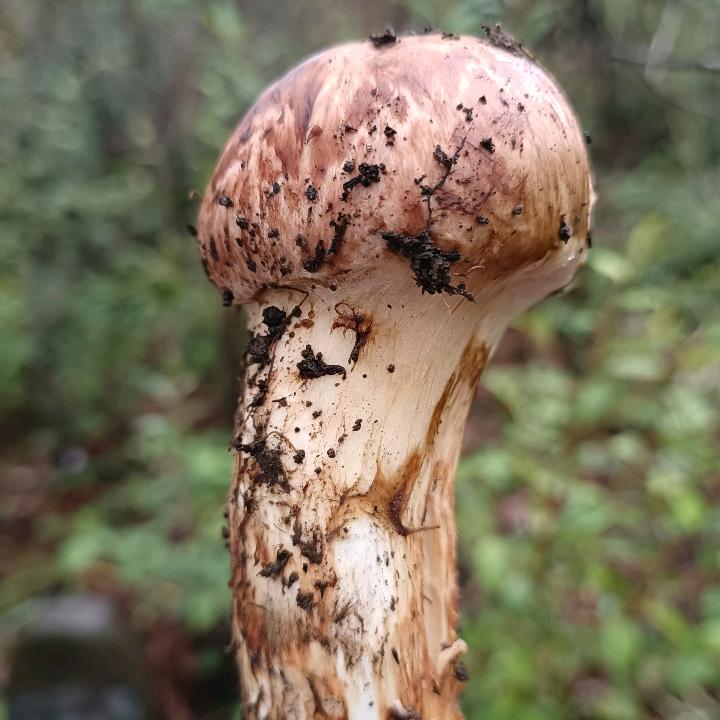 影造兵