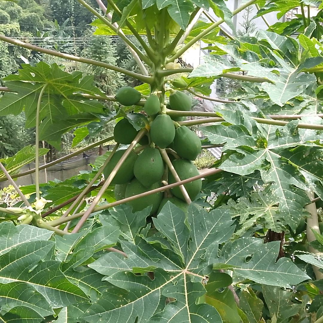 甜蜜笑脸
