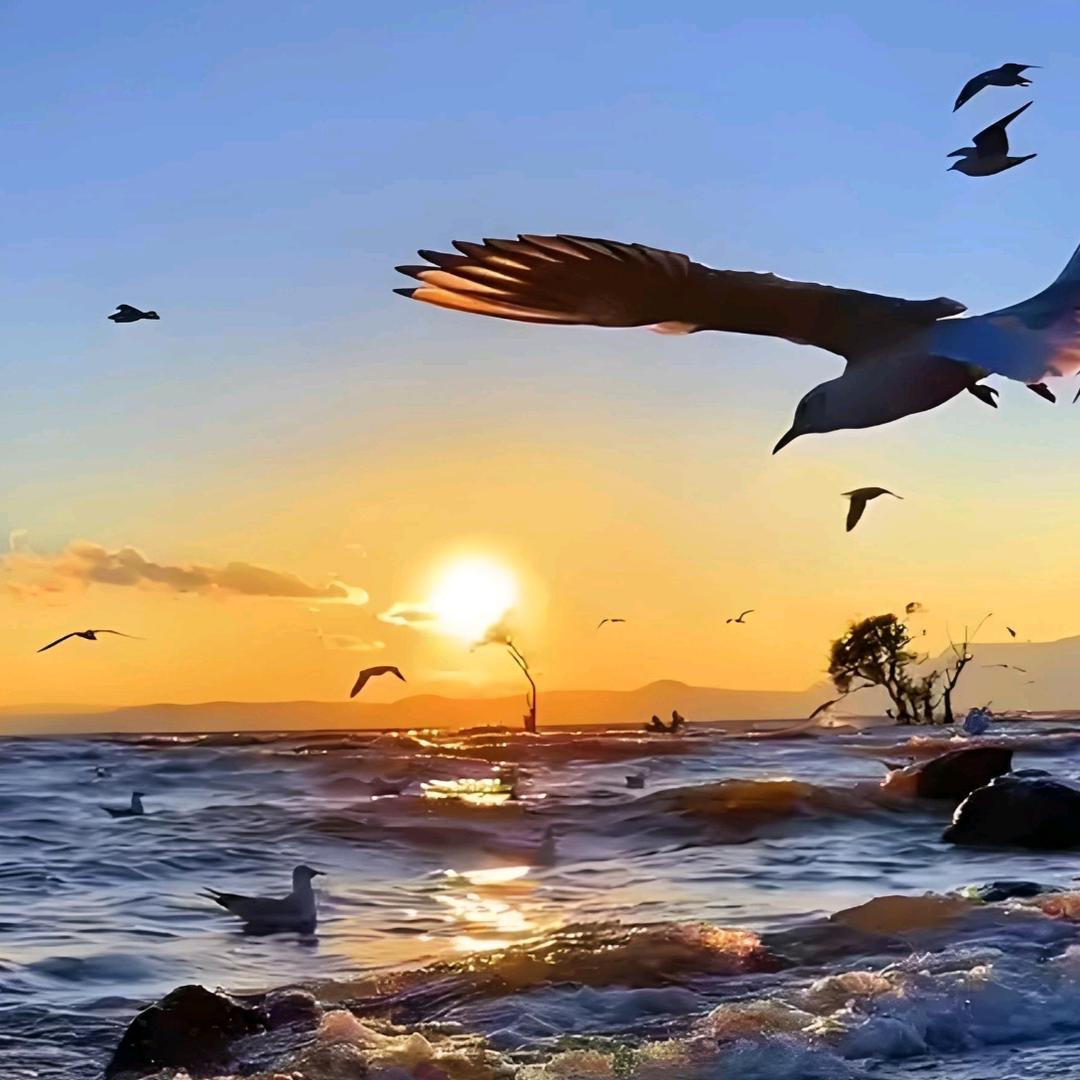 凤凰❤ (ɔˆз(ˆ⌣ˆc)