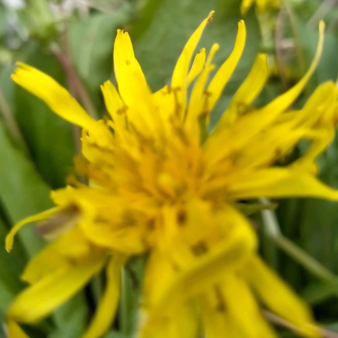 苦菜花