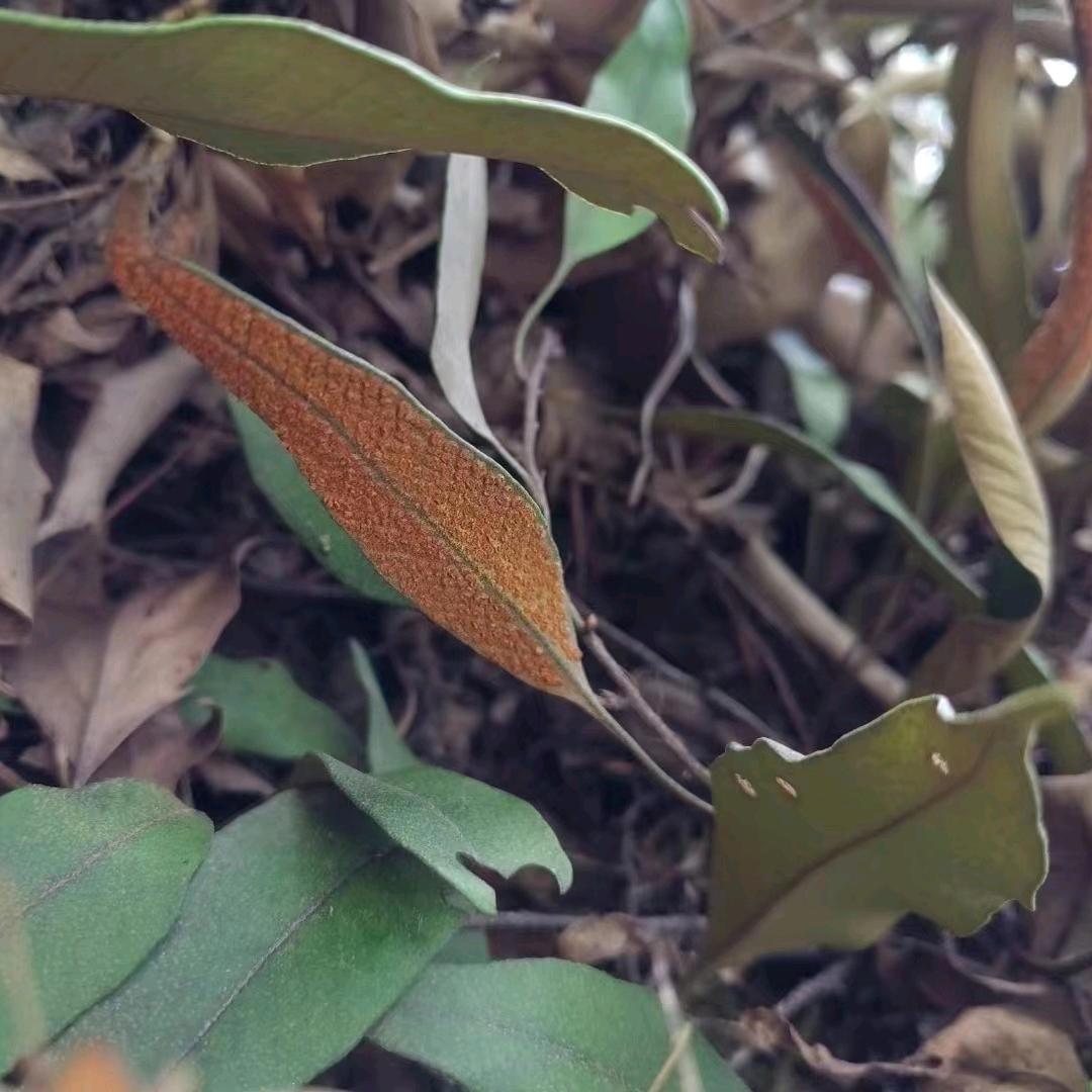 古方溶石