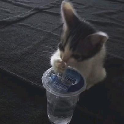 小猫爱喝苏打水