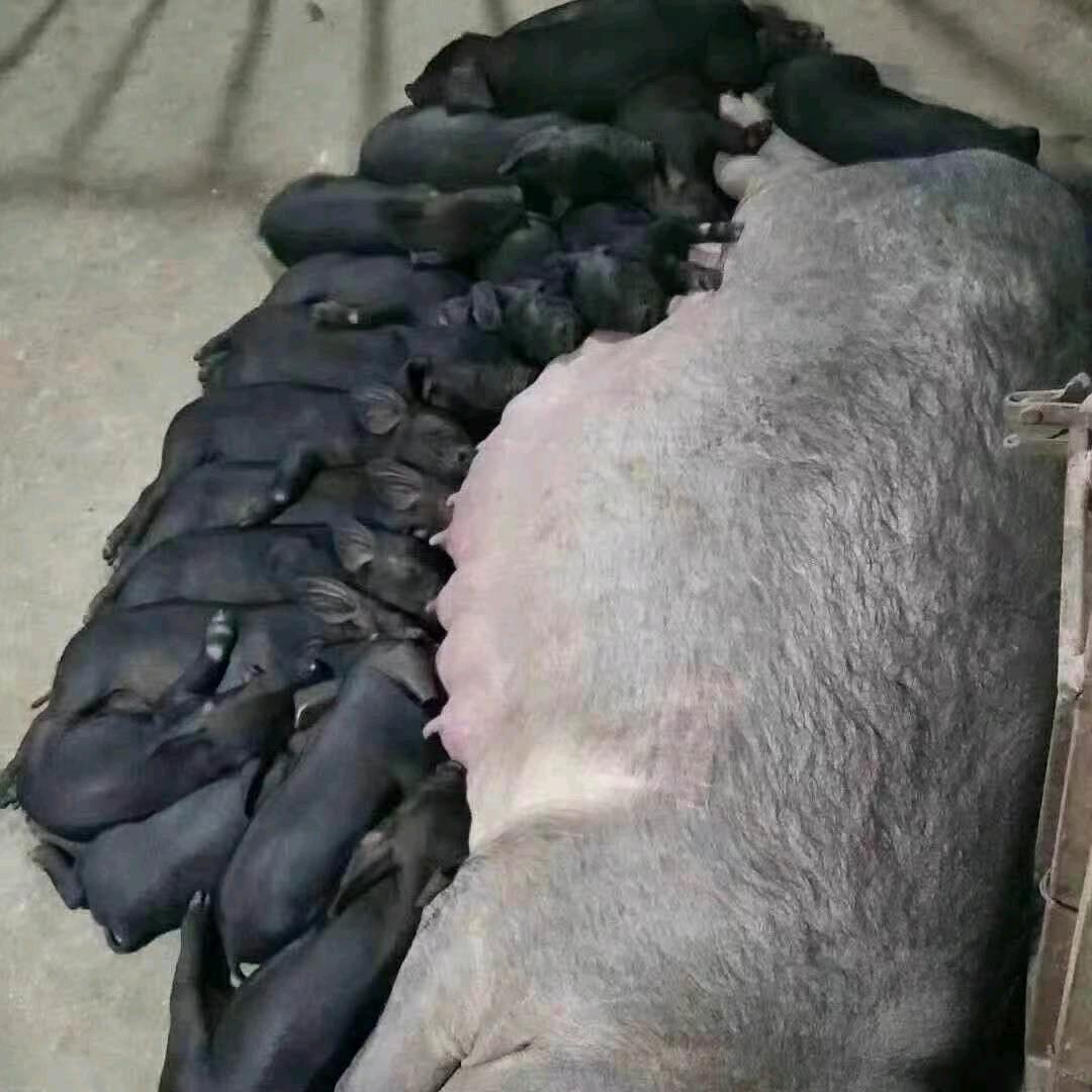 太湖母猪养猪场