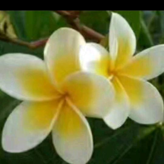 生命之花再度开