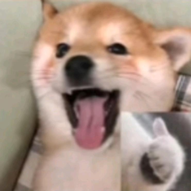 我能去你家过年吗