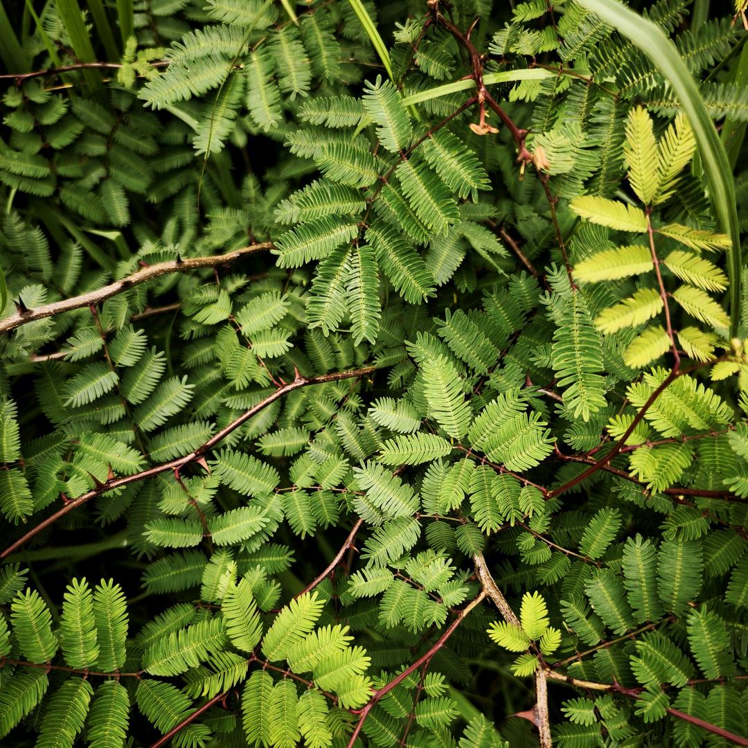 陈陈几格陈