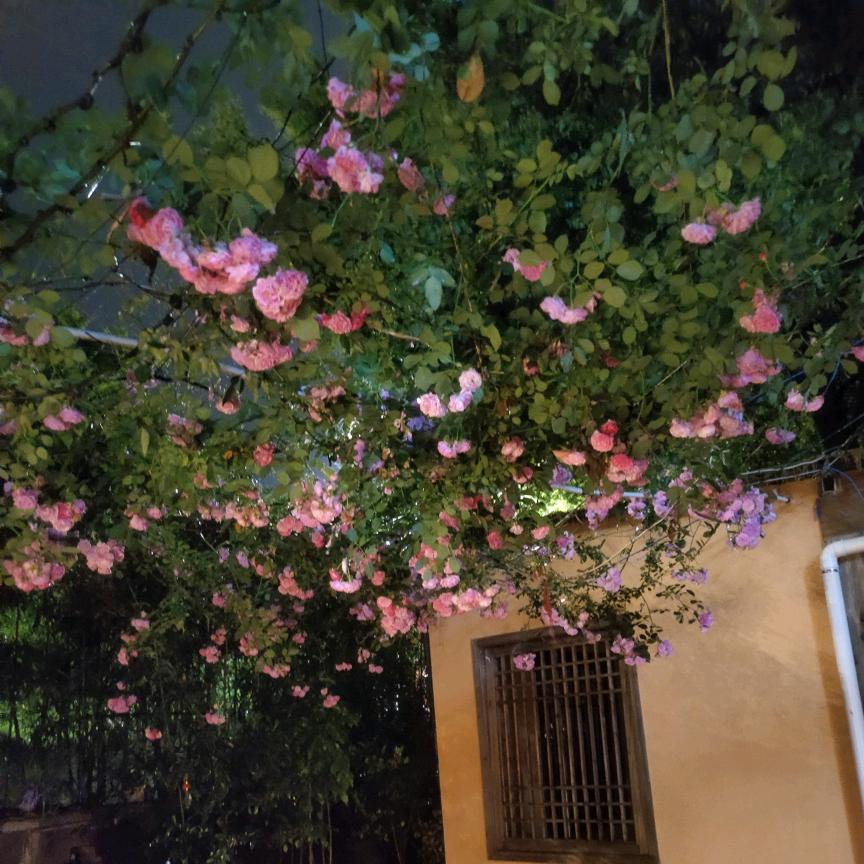 柏烽