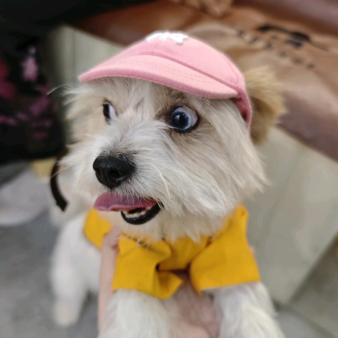 怡怡