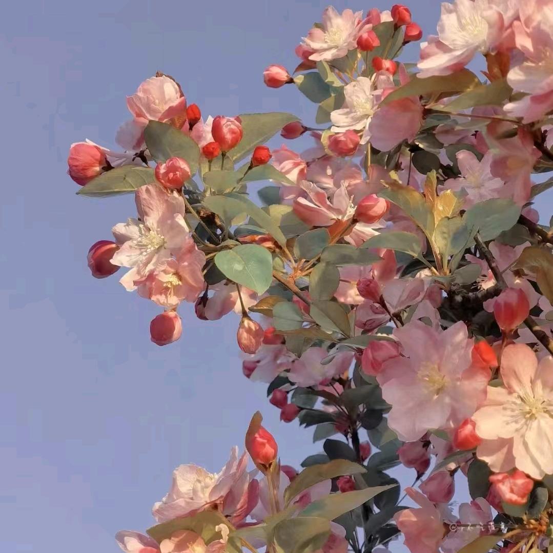 岁月静好🌷
