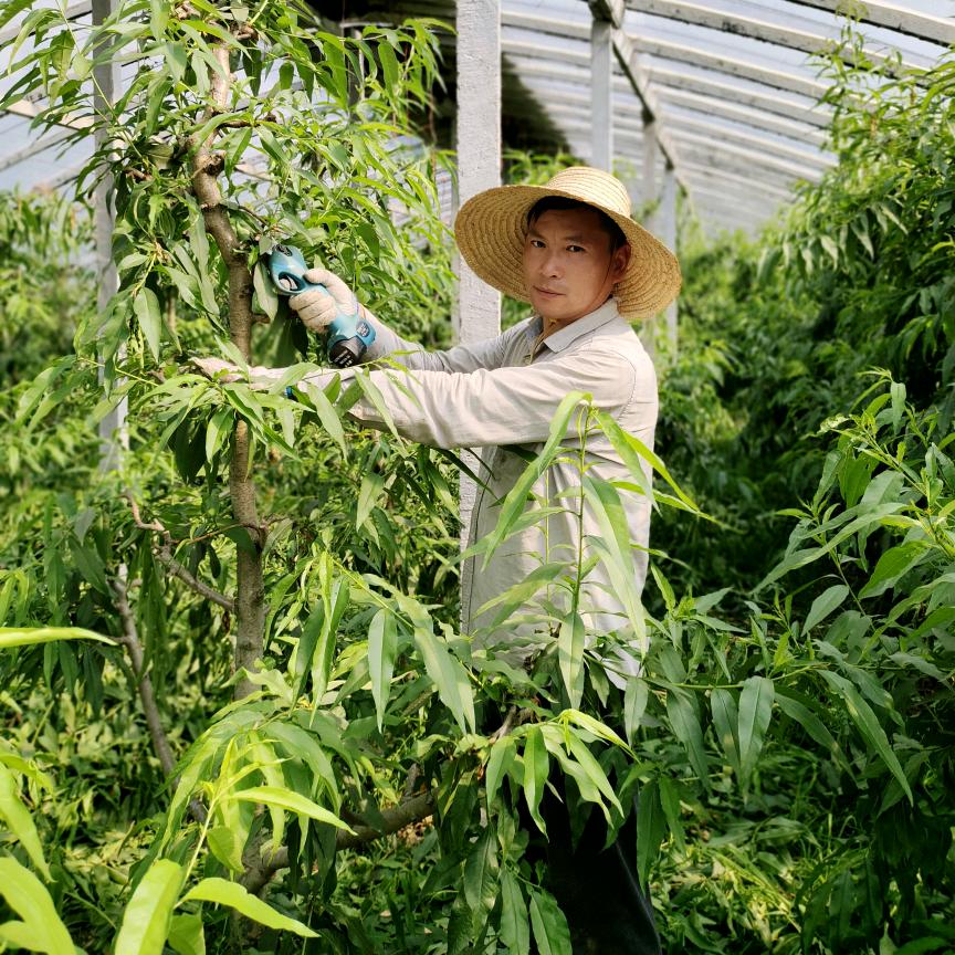 杰哥农场~聊果树