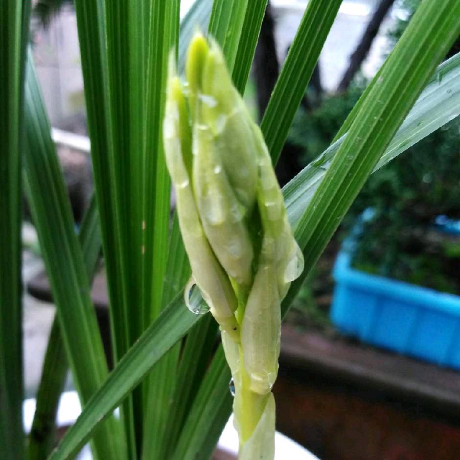 蕙兰谷