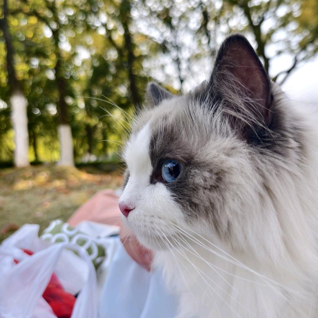 玲娜贝尔布丁🐱