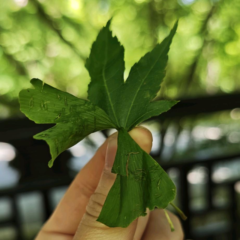 花开小福贵