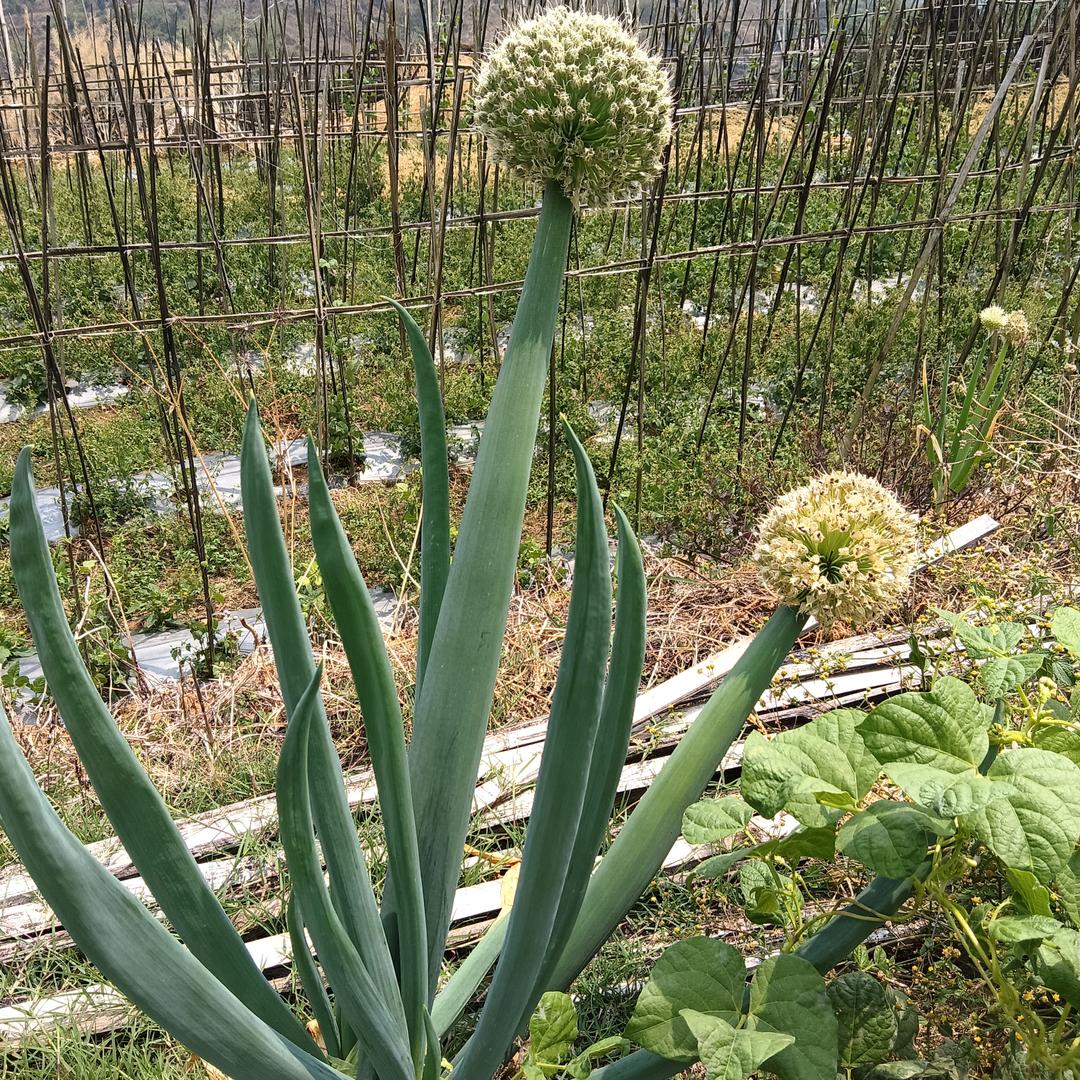 除了坚强别无选择