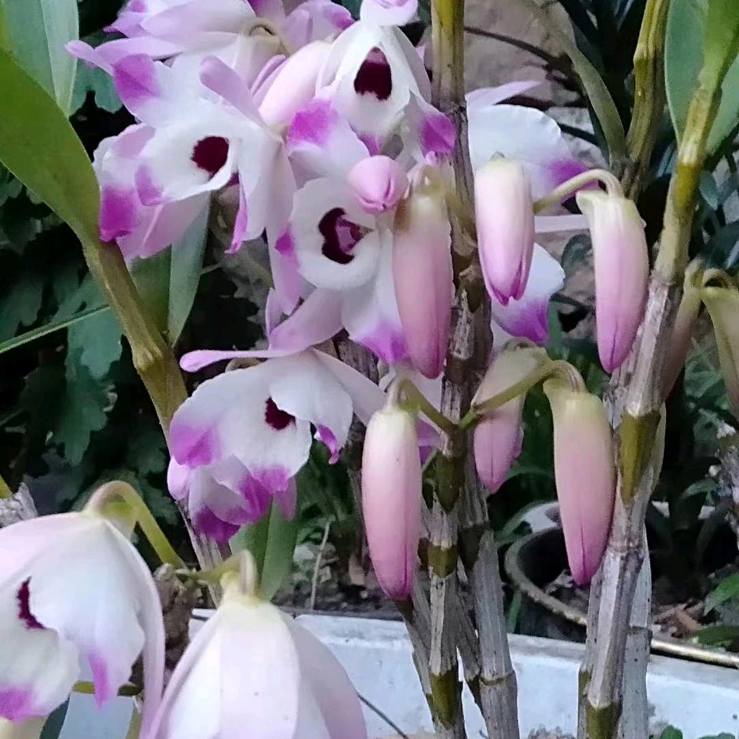 四季樱花🌸