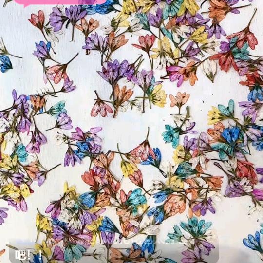 鲜花压花美甲饰品