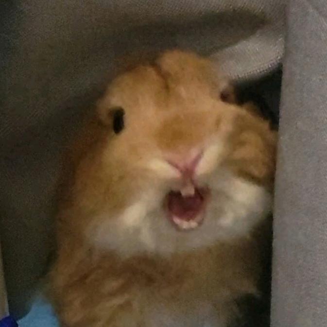 嘟嘟妈