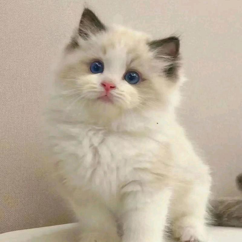 猫猫酱
