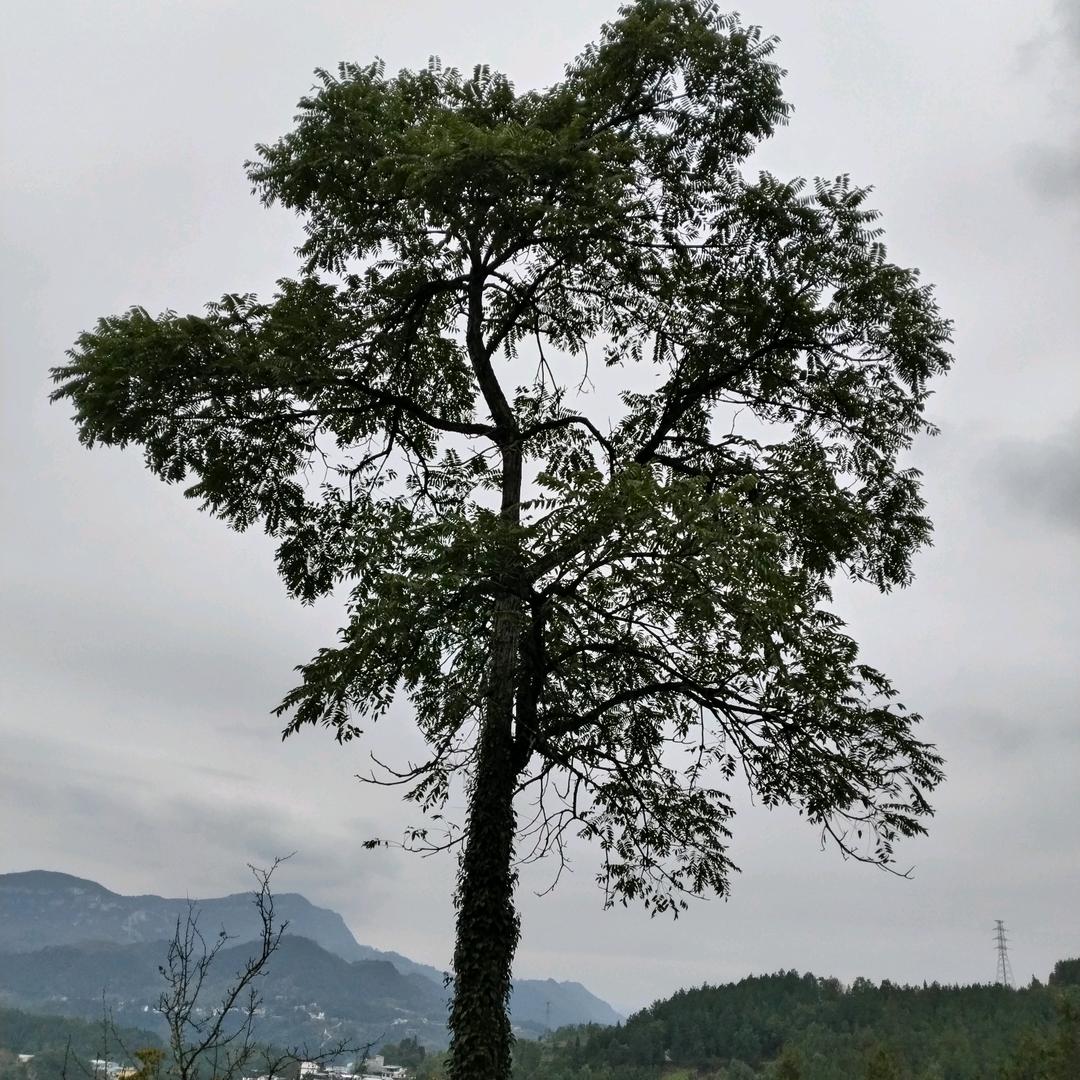 熊起坚持到底