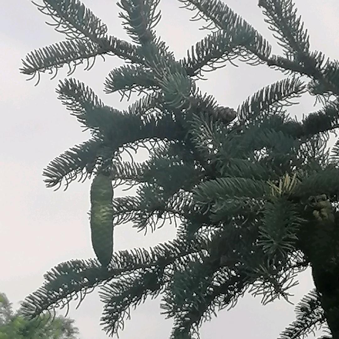 你在山的那一边