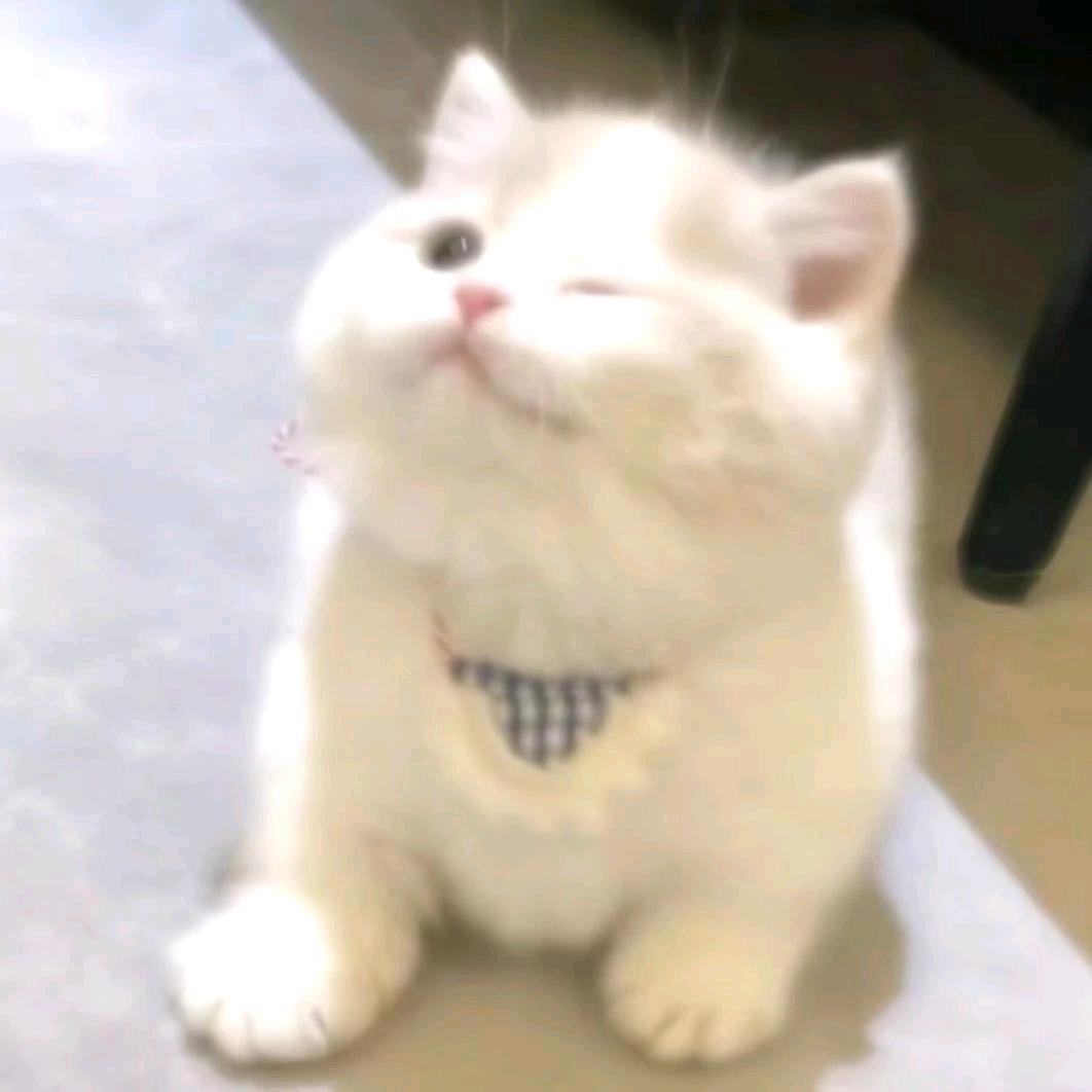 米亚子爱吃李子