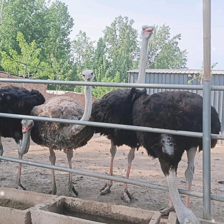 顺其自然🇨🇳
