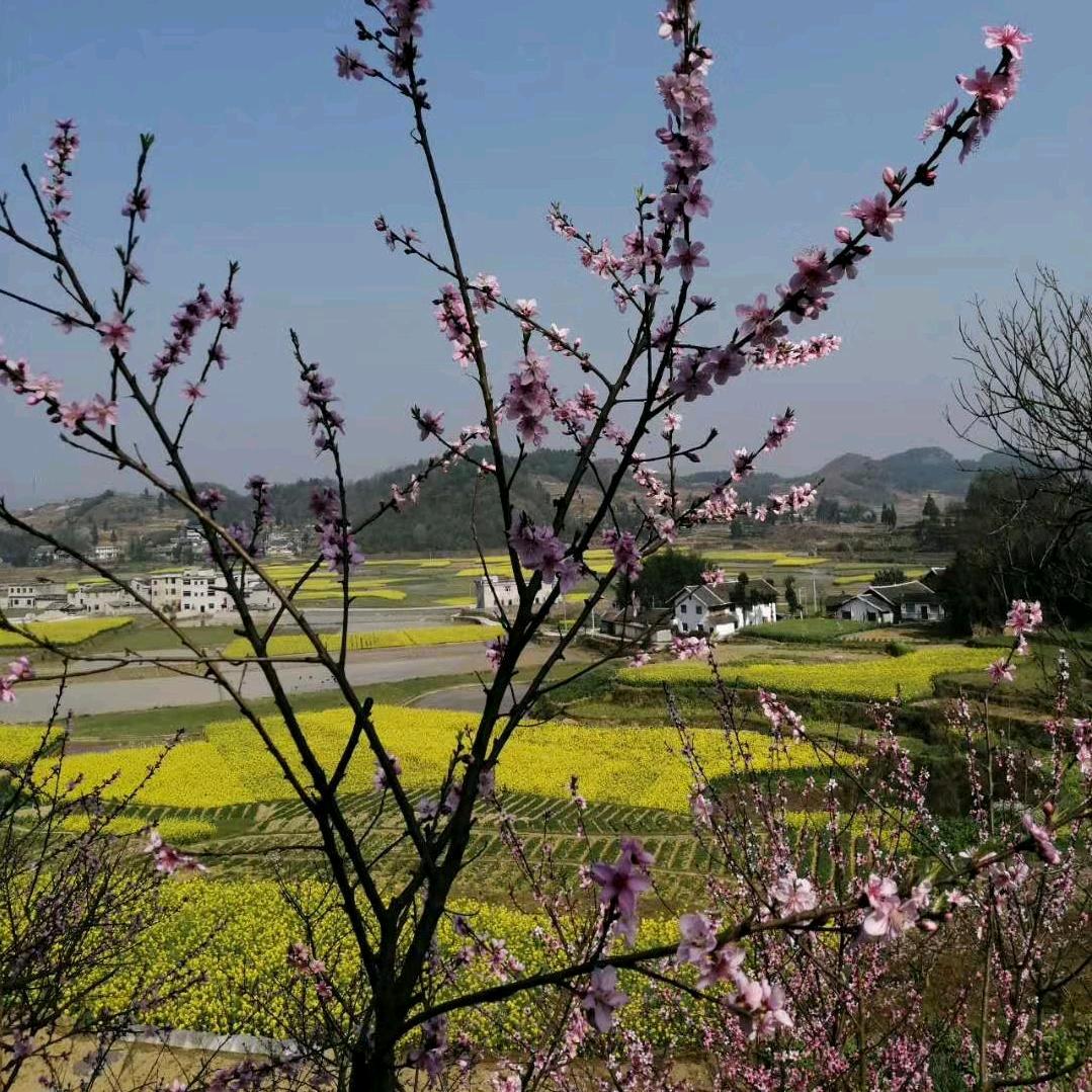 伊人花香