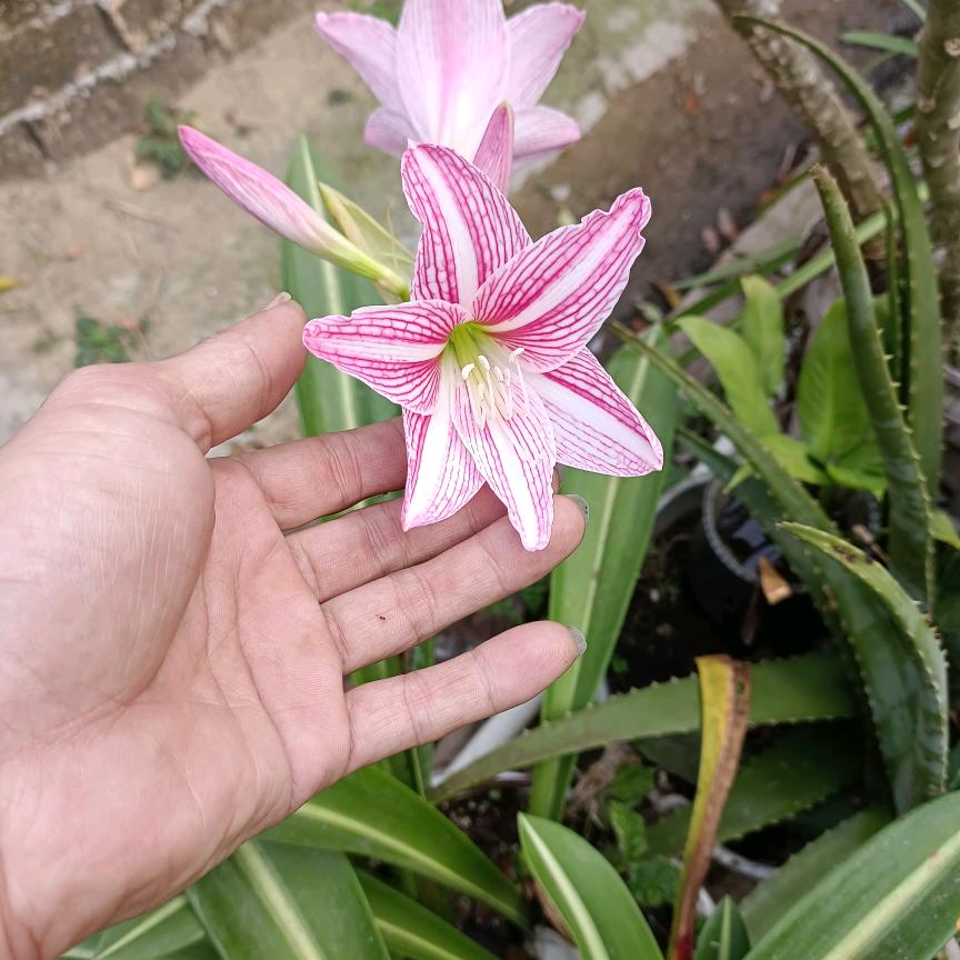 欢子