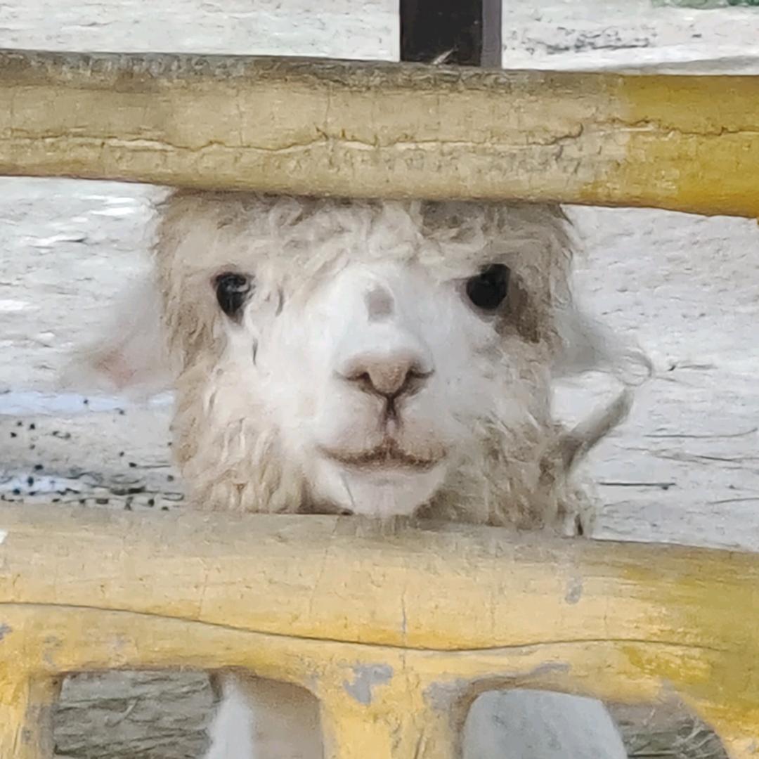 要自由