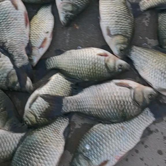 冰哥学钓鱼🎣野钓爱好者
