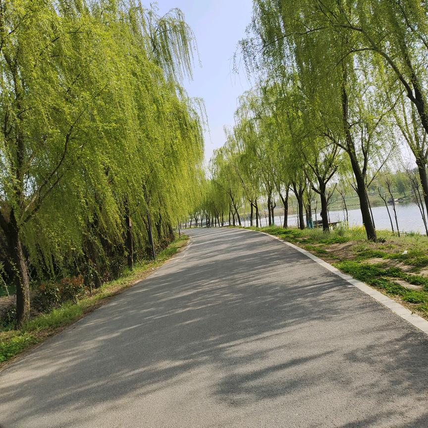 沙库@