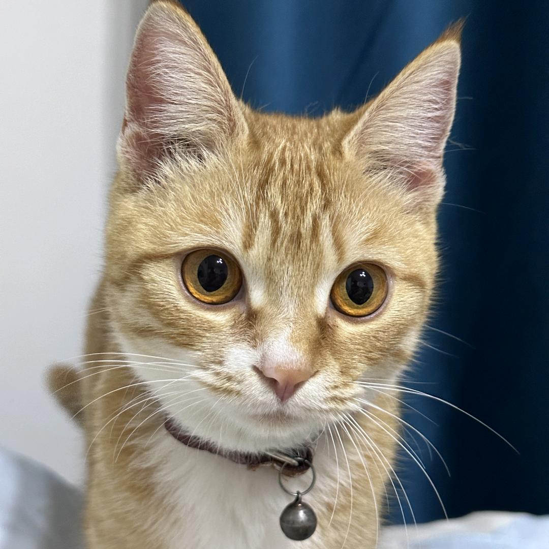 不定时开播！！榴莲宝妈