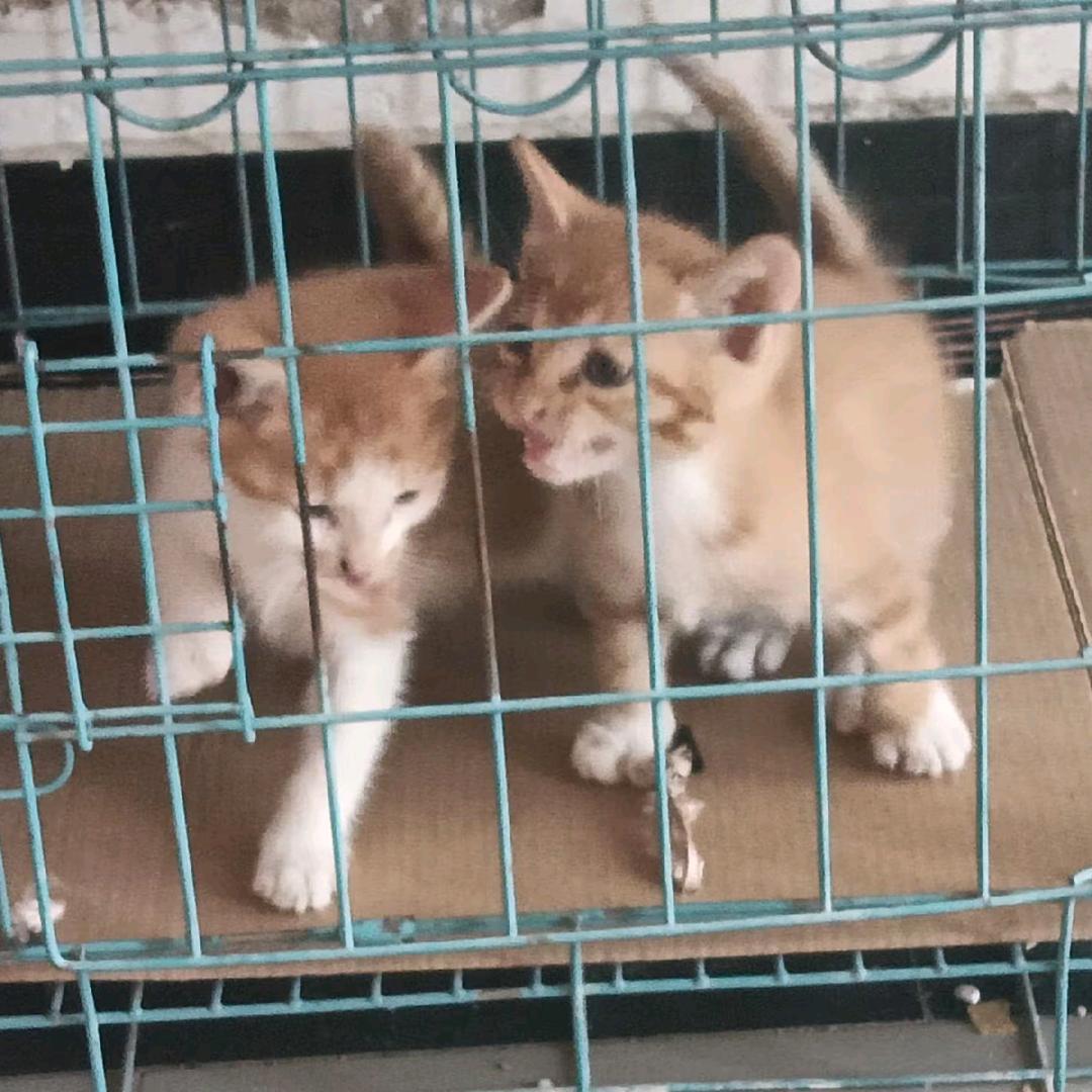 可爱的蛋黄