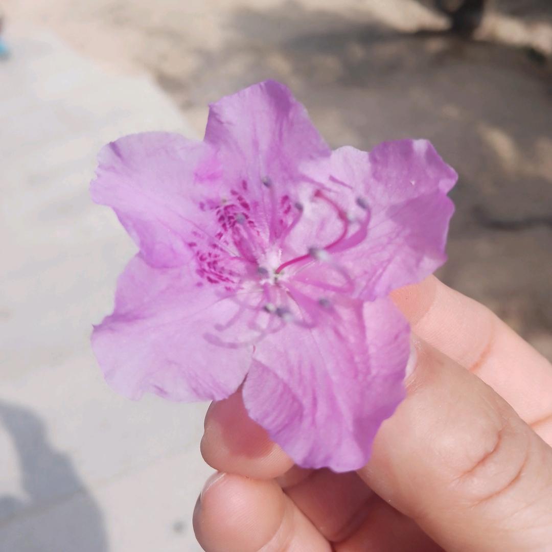 老范家的二丫头