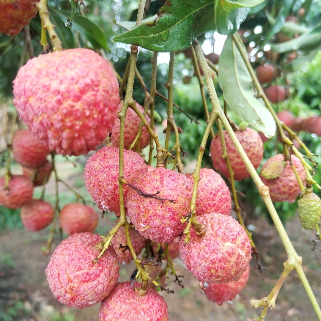 鲜果鲜枝
