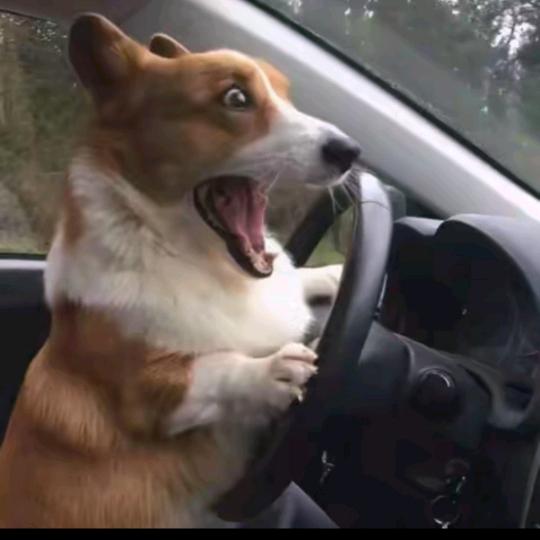 LZzzzk