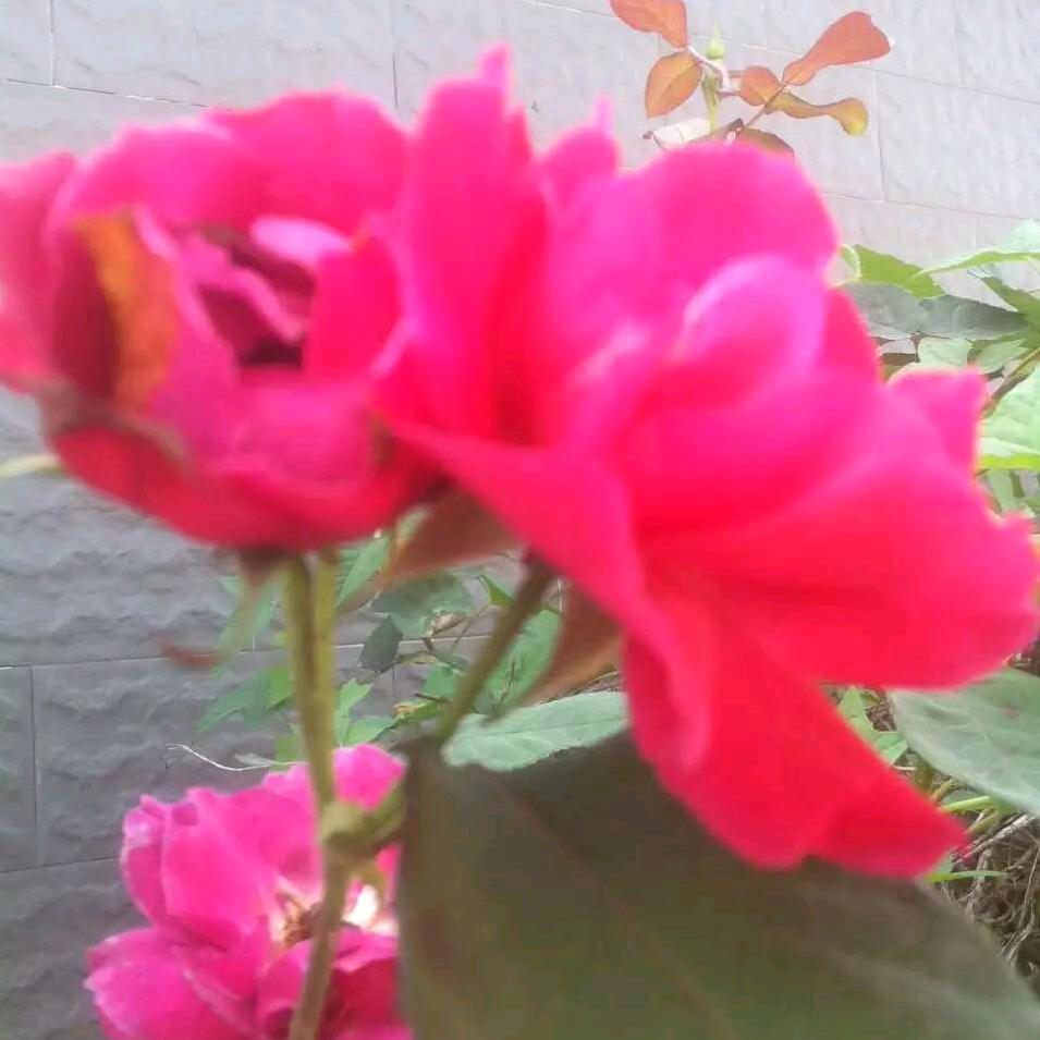 🌻🌻一生平安🌻🌻