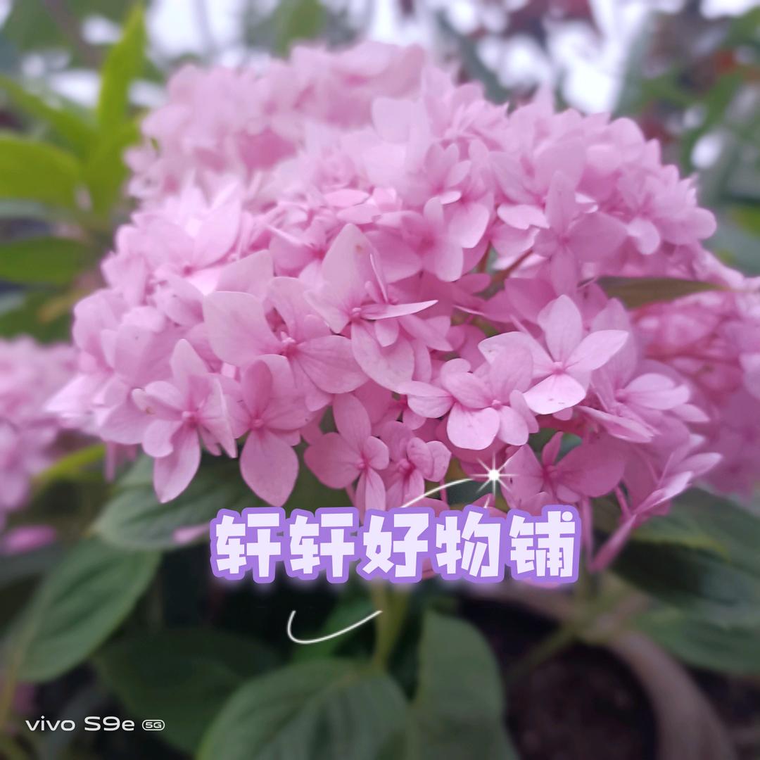 轩轩好物铺