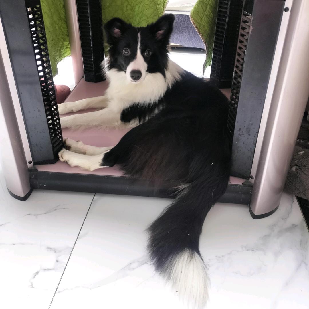 🐯哆哆