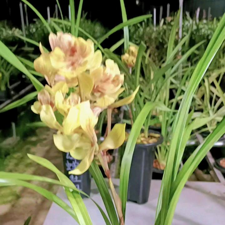 菠萝菠