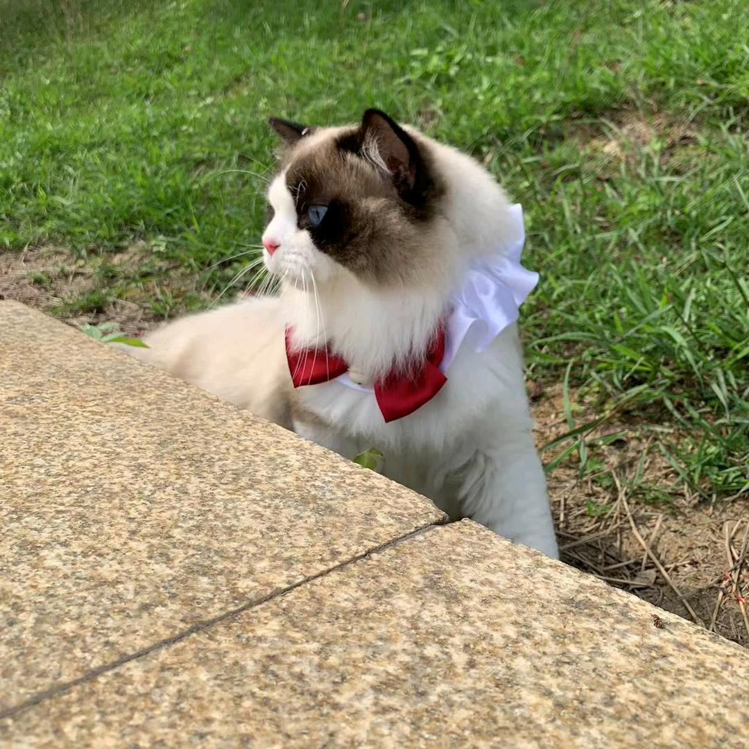 💫小夏不乖🍼