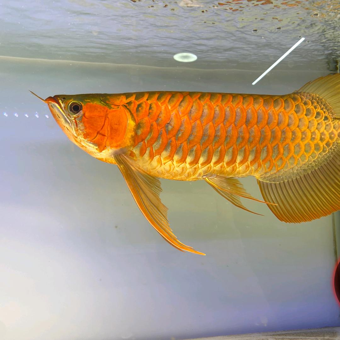 賣燈的老吳(光彩联盟)