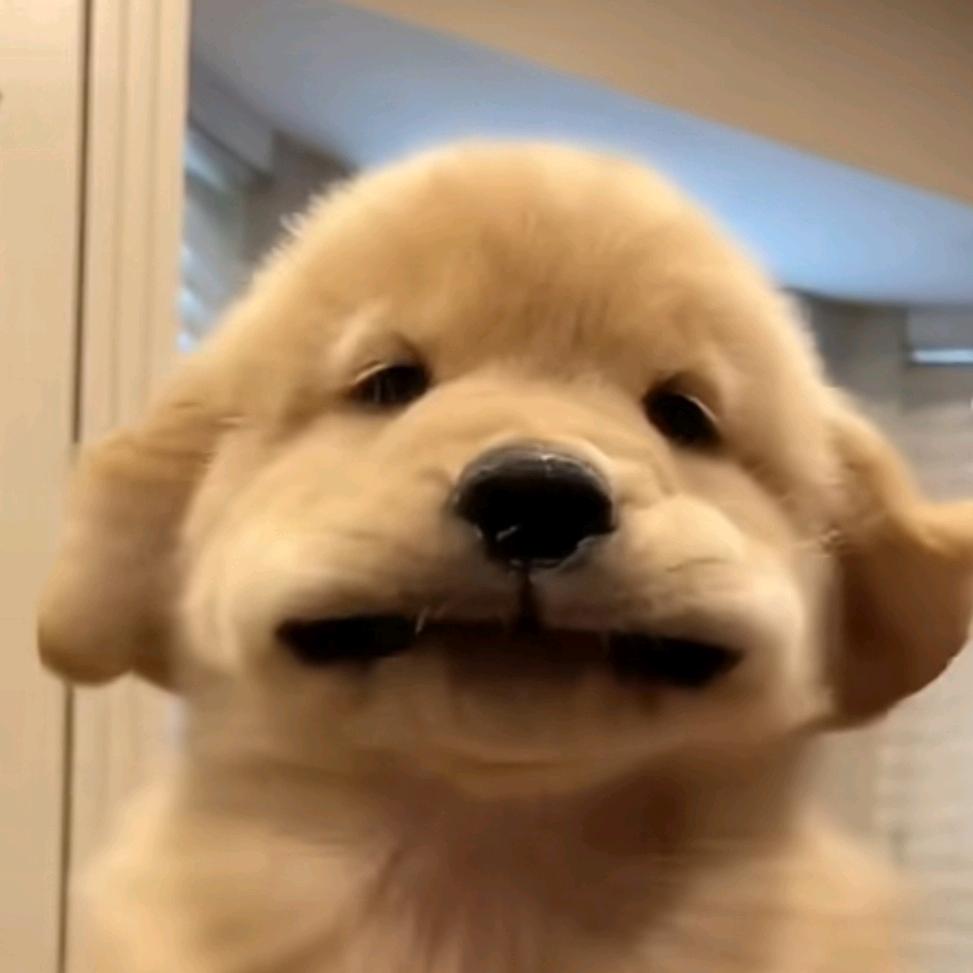 不要香菜丿
