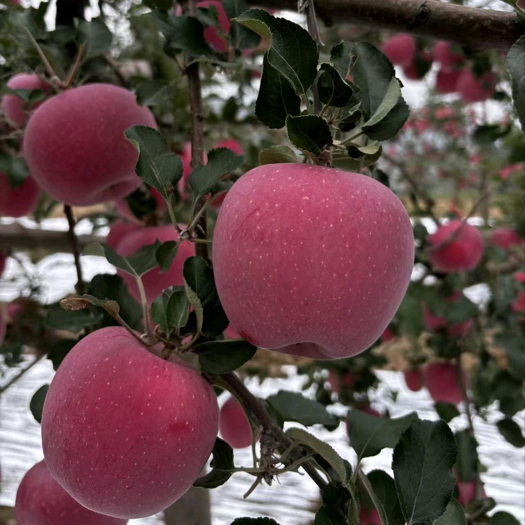 三叔的苹果园🍎