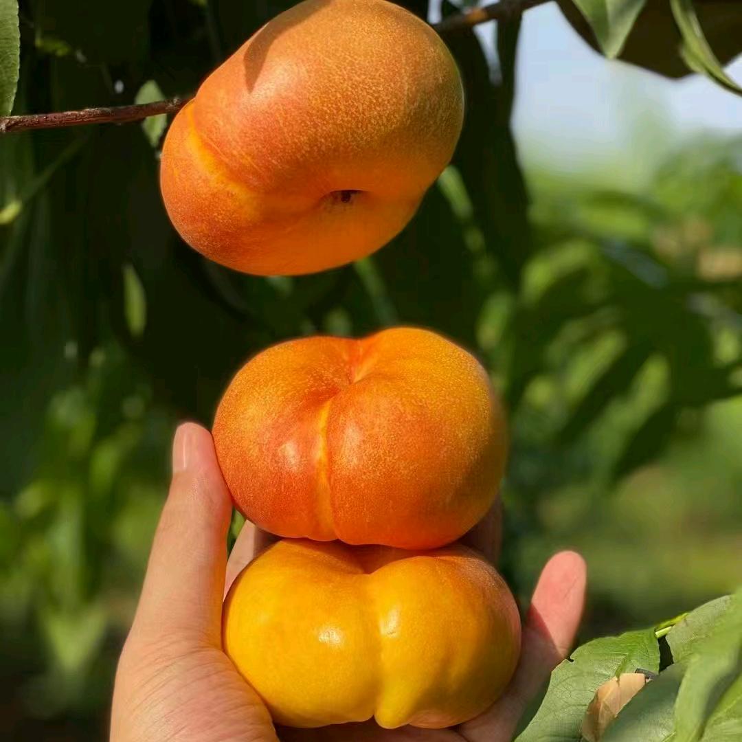 🍑小雨家【蒙阴蜜桃】