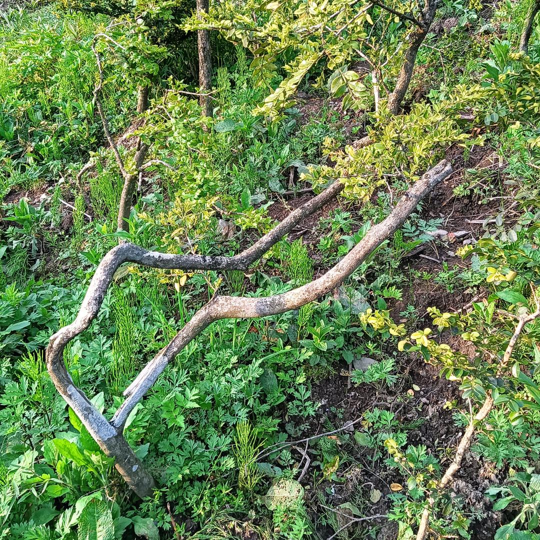 小庞白皮瓜子黄杨