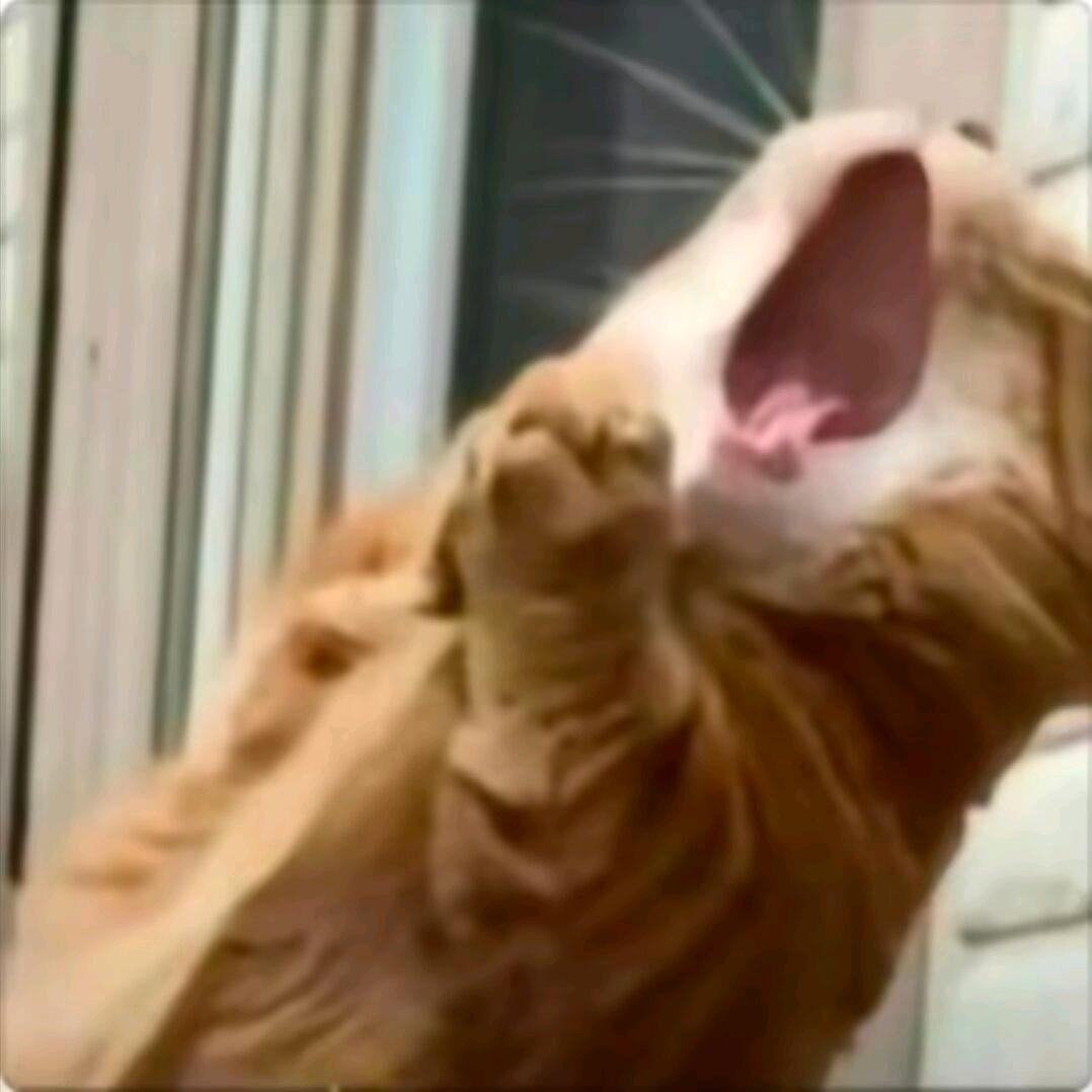 白兰樂の猫猫头